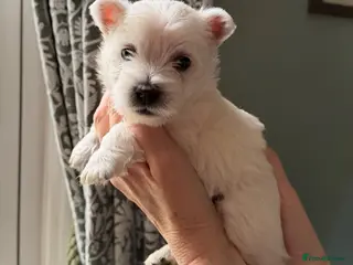 West Highland Terrier dogs KC West Highland White Terrier Pups - Advert 2