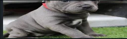 Staffordshire Bull Terrier dogs for sale: Home Well Socialized Staffy Puppies in Reading - Advert 9
