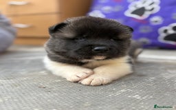 Akita dogs for sale: Beautiful KC Registered American Akita Puppies - Image 7