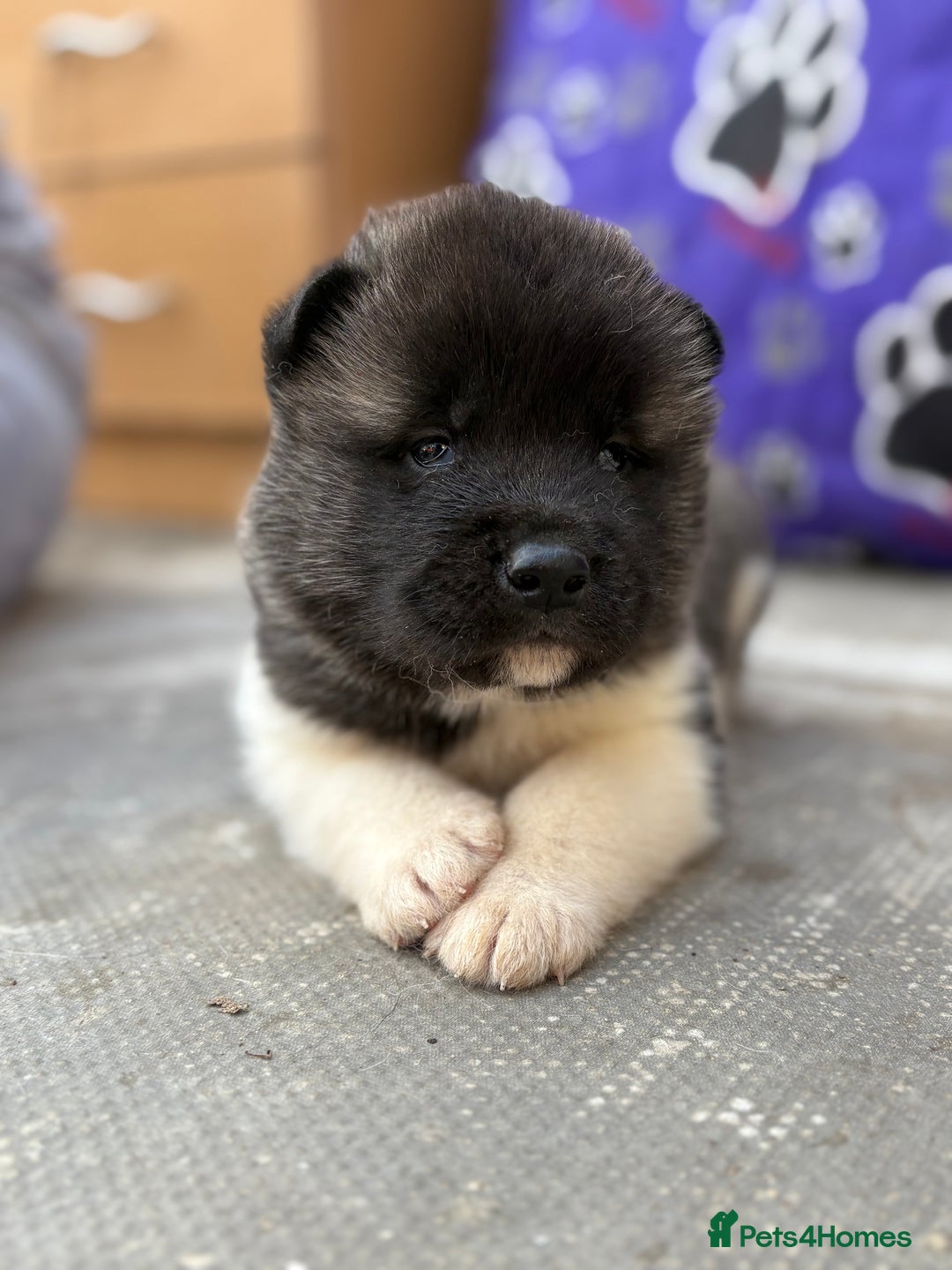 Akita dogs for sale: Beautiful KC Registered American Akita Puppies - Image 7