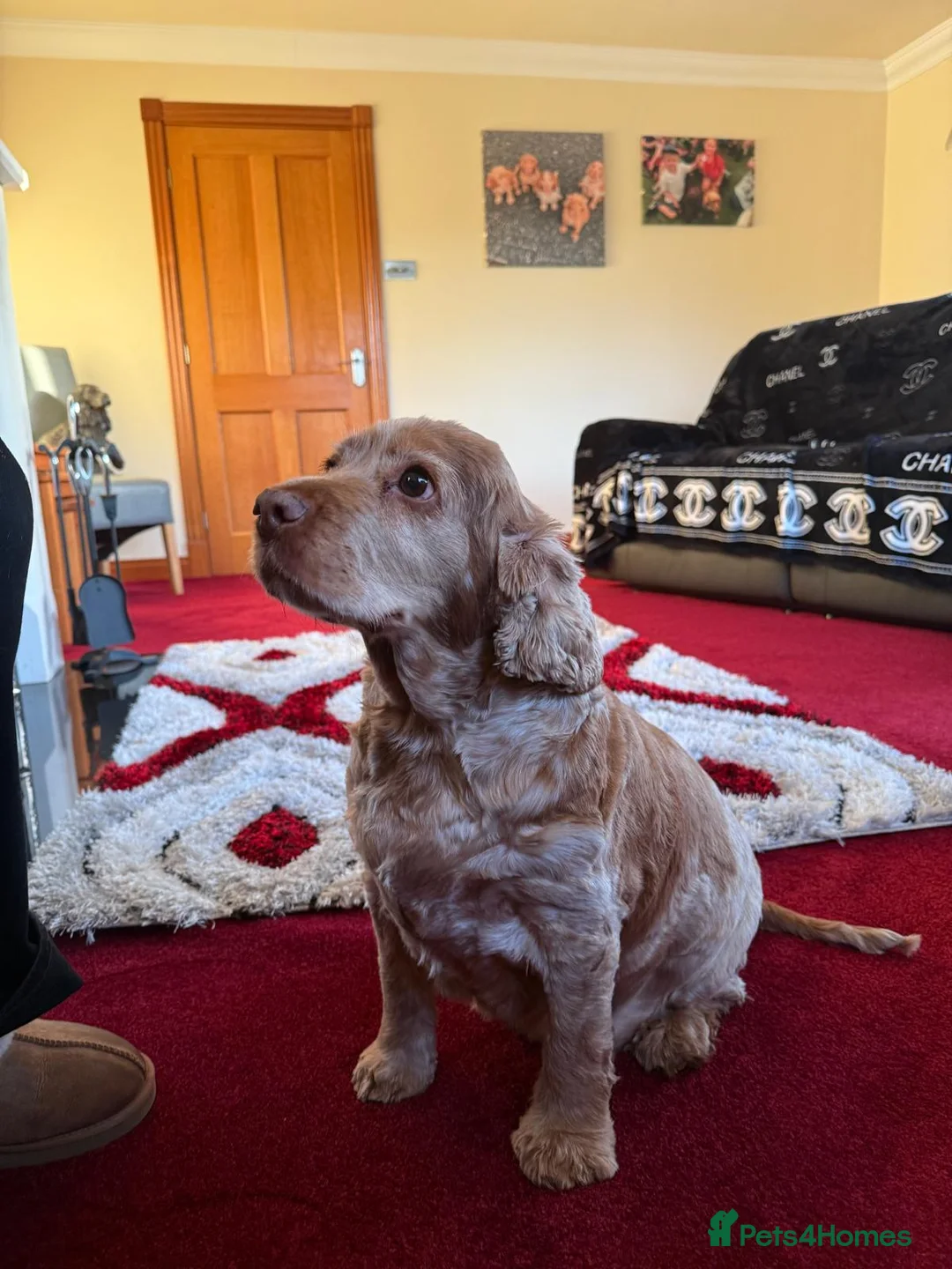 Cocker Spaniel dogs for sale: Female Show Cocker Spaniel - Advert 4