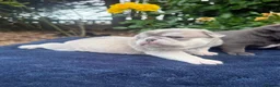 Pug dogs for sale: Pup Puppies - Advert 19