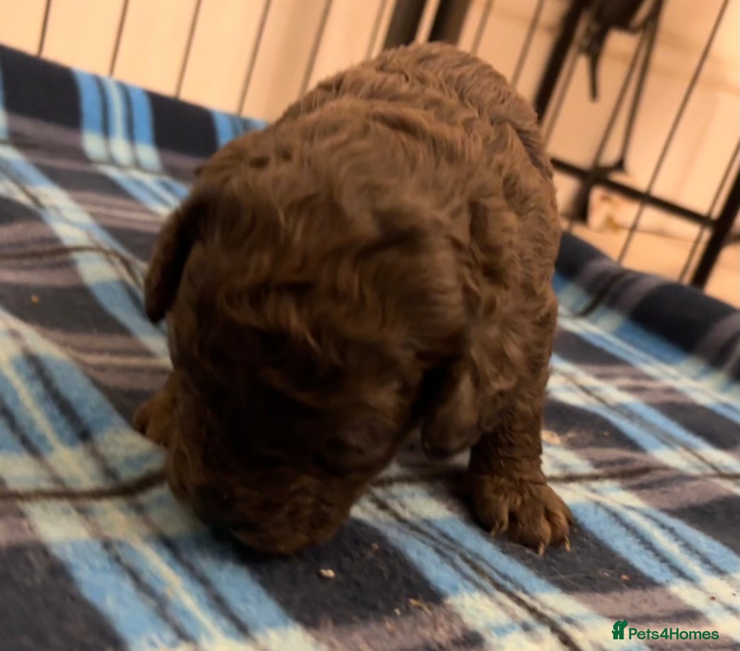 Cockapoo dogs for sale: F2 Cockapoo Puppies - Advert 19