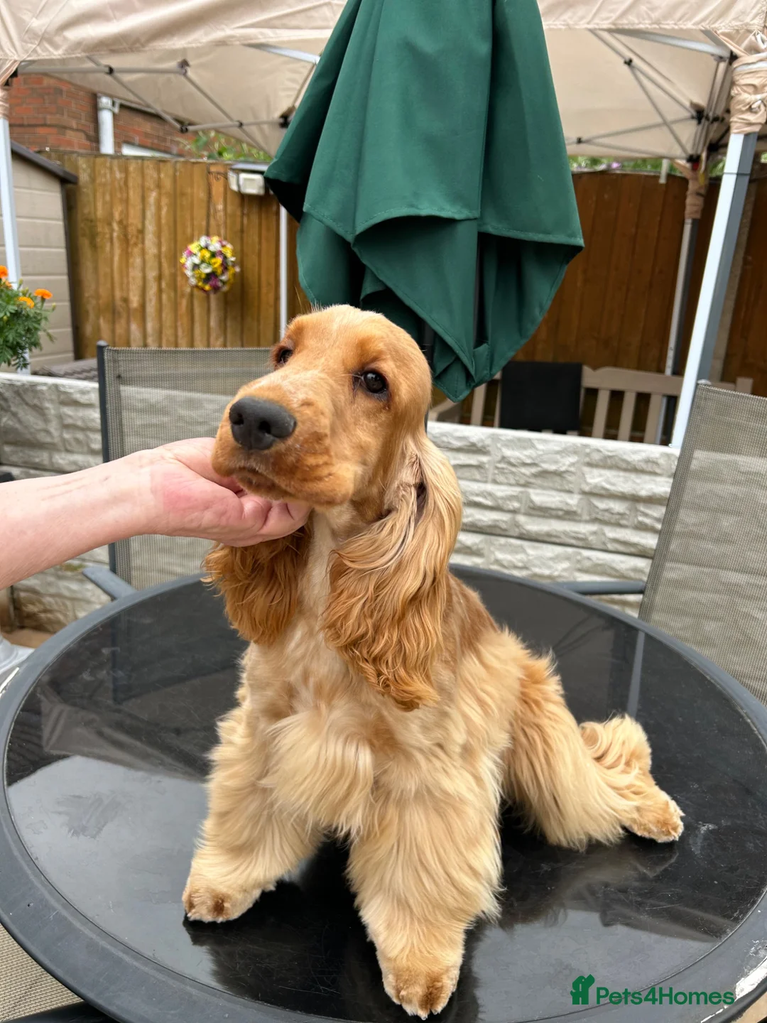 Cocker Spaniel dogs for sale: Gold Cocker Spaniel - Advert 1