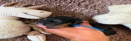 Cocker Spaniel dogs for sale: Excellent pedigree Cocker Pups Farlavale / Rowston - Advert 8