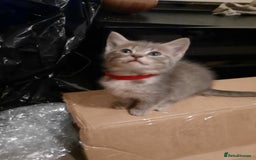 American Shorthair cats for sale: Adorable American shorthair kittens  - Image 4
