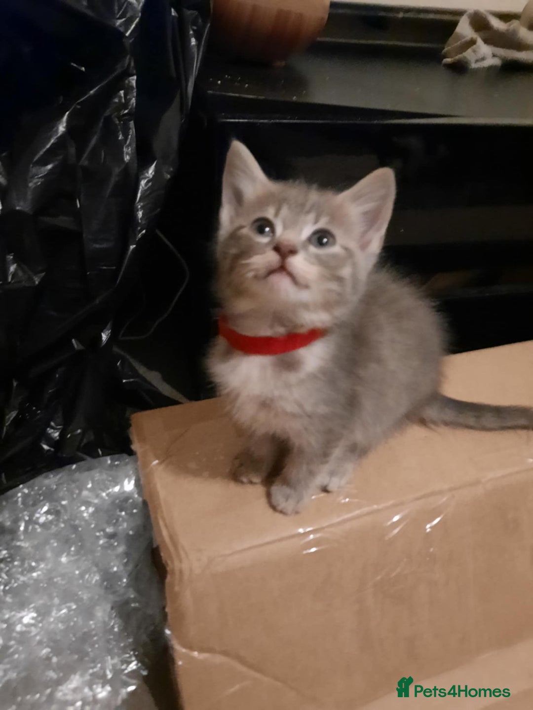 American Shorthair cats for sale: Adorable American shorthair kittens  - Image 4
