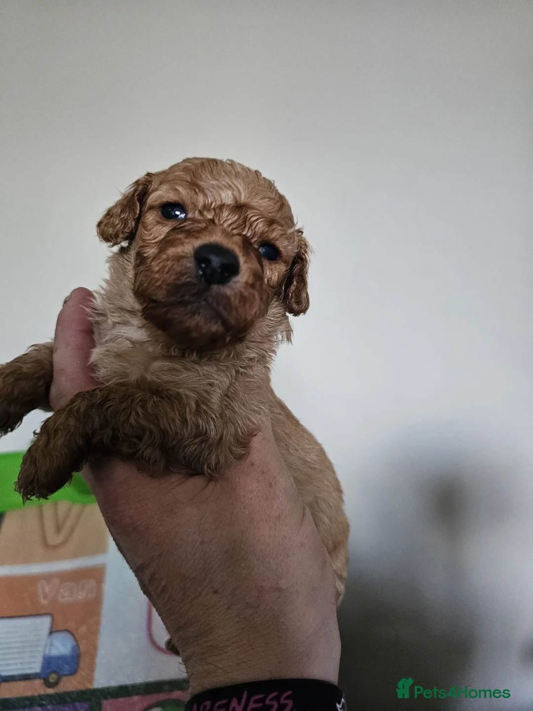 Maltipoo dogs for sale: Georgous Maltipoo puppies  - Advert 12