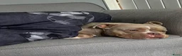 American Bully dogs for sale: Pocket bully Female in Bradford - Advert 2