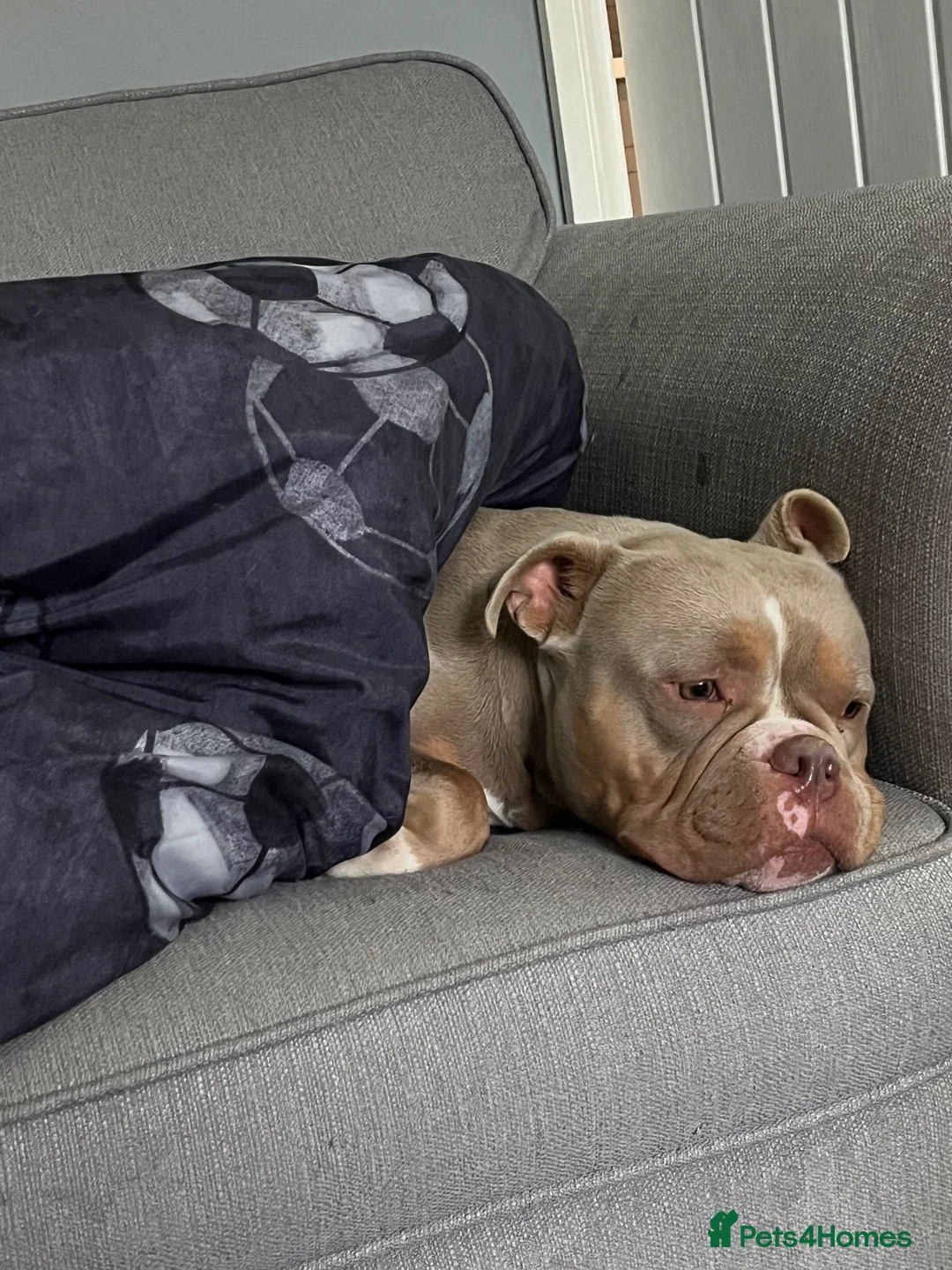 American Bully dogs for sale: Pocket bully Female in Bradford - Advert 2
