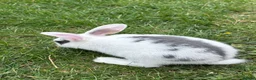 Mixed Breed rabbits for sale: 3 Mini Rex Lops in Weymouth - Advert 7