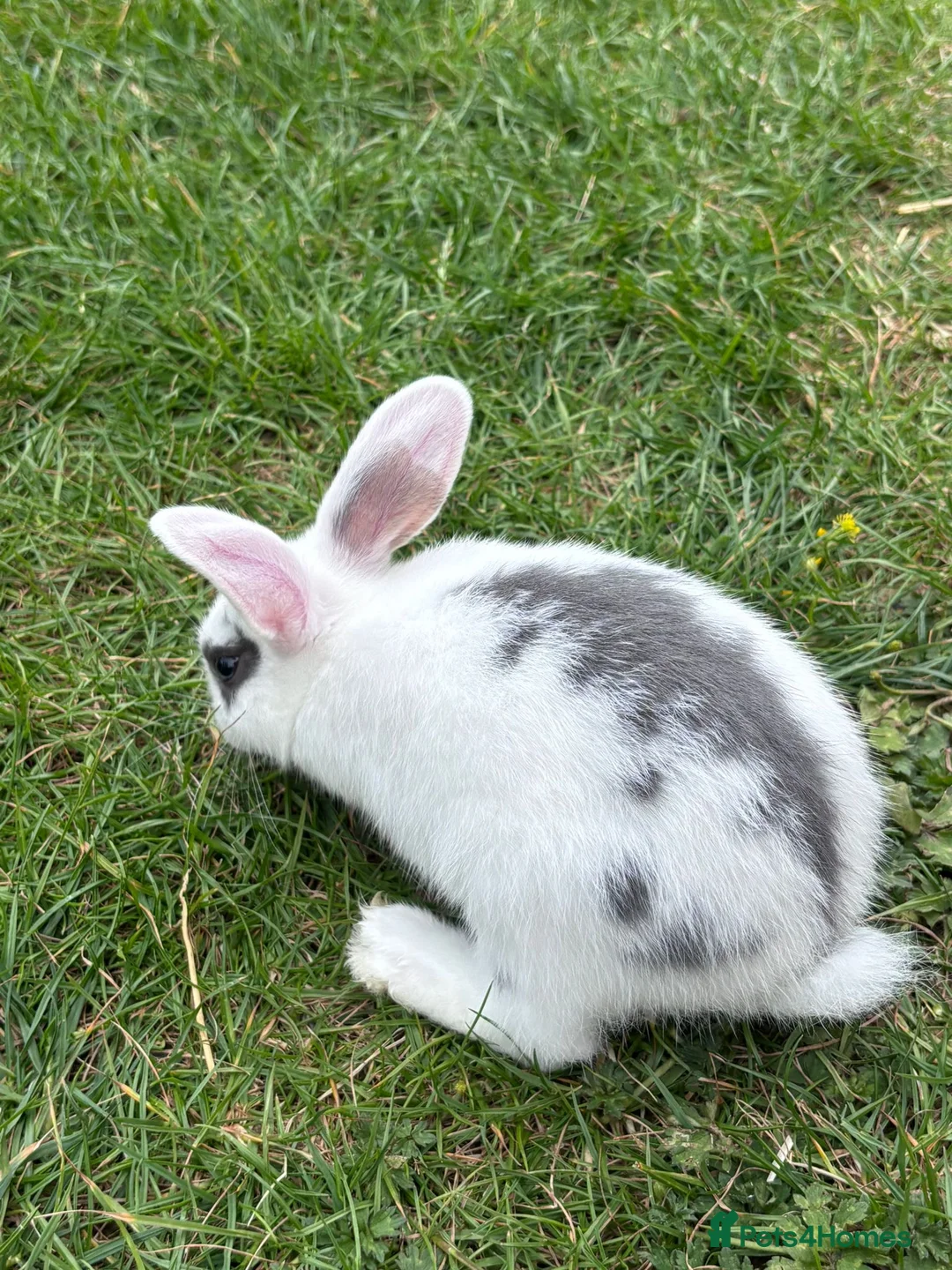Mixed Breed rabbits for sale: 3 Mini Rex Lops in Weymouth - Advert 7