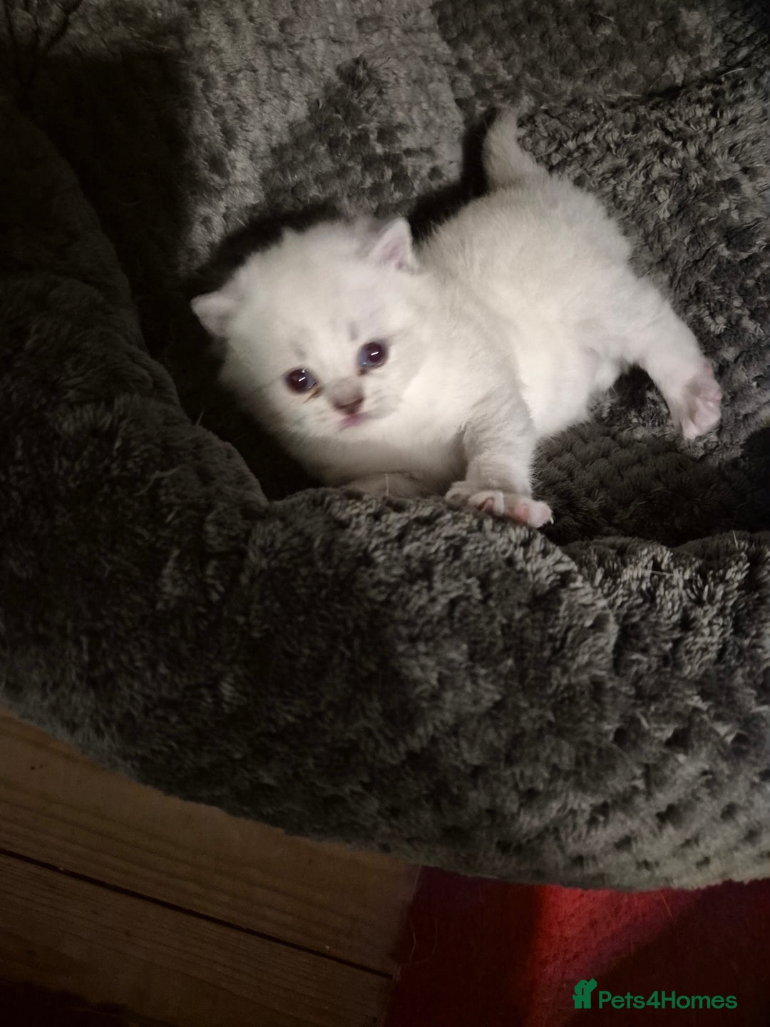 British Shorthair cats for sale: Beautiful British Shorthair girls – Ready Now! - Image 8