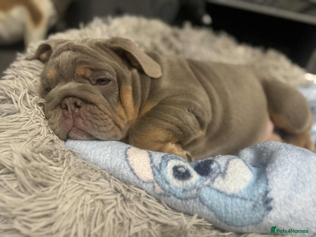 English Bulldog dogs for sale: Quality English bulldog now reduced  - Image 6
