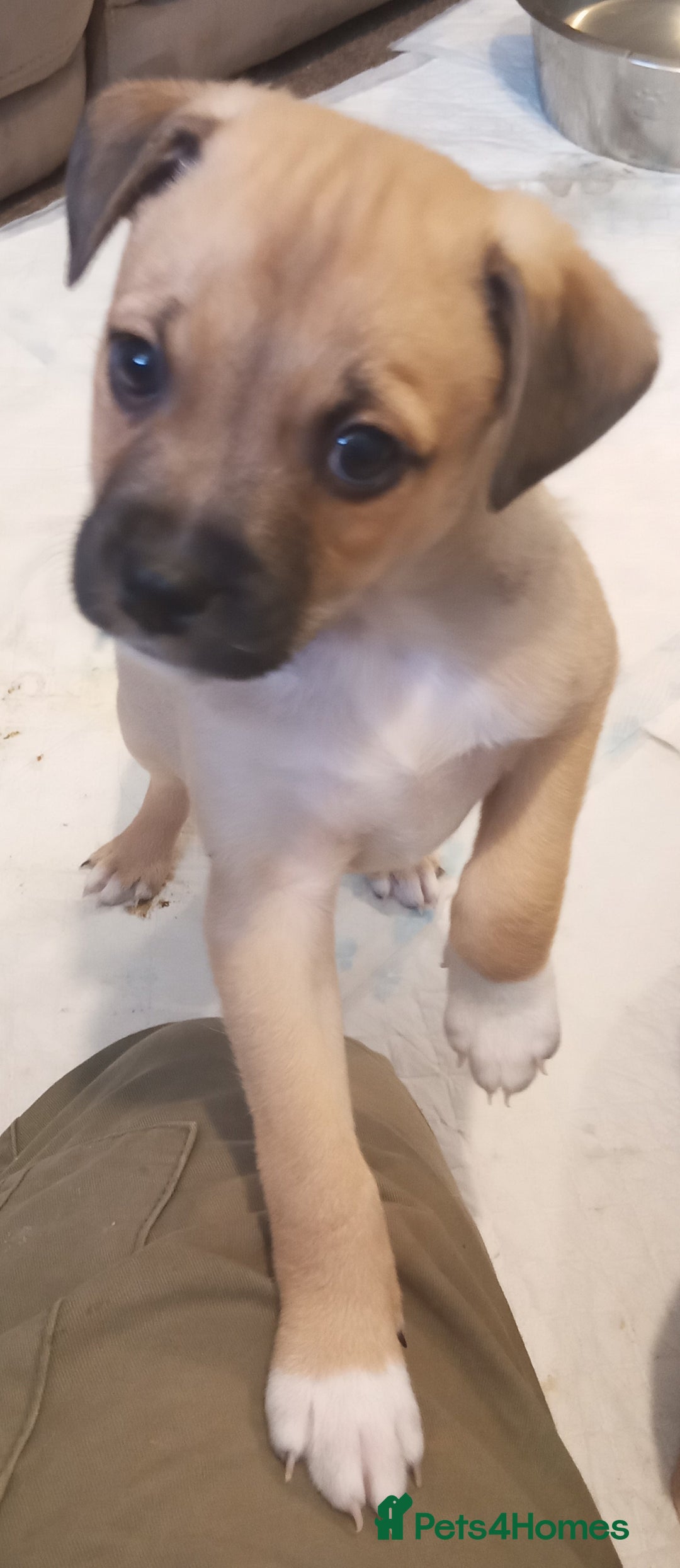 Mixed Breed dogs for sale: Pug X Collie pups (Pugollies) 3 Boys 2 Girls - Advert 18