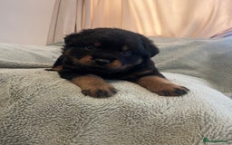 Rottweiler dogs for sale: Rottweiler Puppies  - Image 18