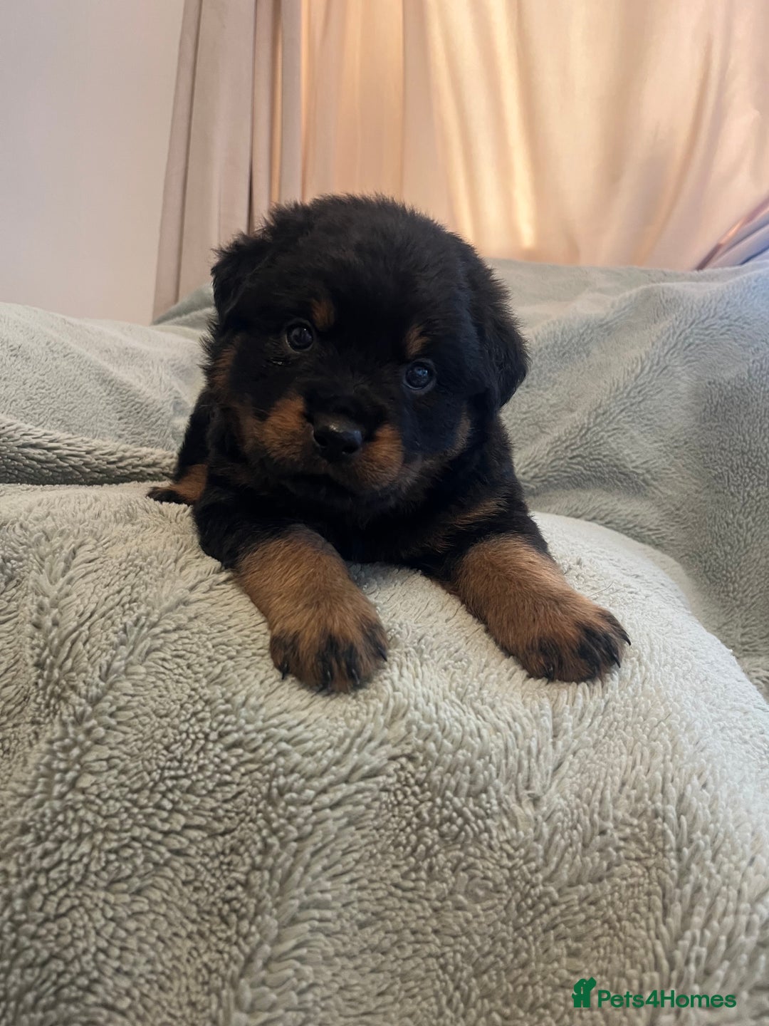 Rottweiler dogs for sale: Rottweiler Puppies  - Image 18