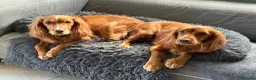Cocker Spaniel dogs for sale: KC Reg FULLY health tested parents, working cocker in Ottery Saint Mary - Advert 9