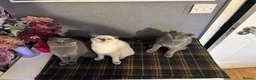 Scottish Fold cats for sale: Scottish fold and straight kittens - Advert 6