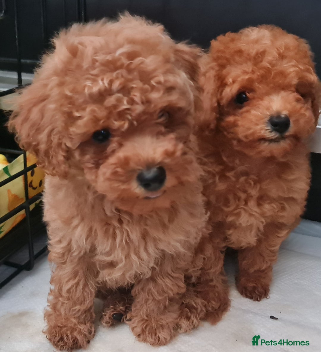 Toy Poodle dogs for sale: Tiny kc Russian background toy poodle poppies  - Image 30