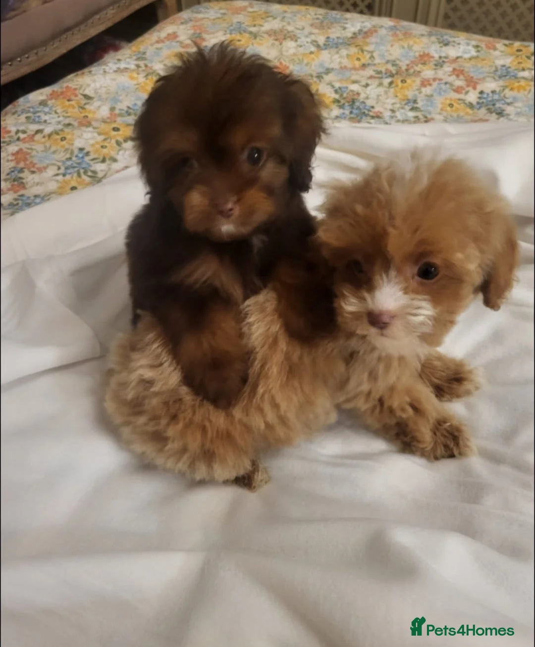Cavapoo dogs for sale: 4 beautiful fb1 cavapoo puppies for sale!!  - Advert 22