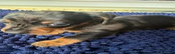 Dachshund dogs for sale: Miniature Dascshund smooth hair puppy’s  in Ilminster - Advert 5