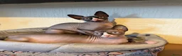 Sphynx cats for sale: Handsome Grey Sphynx Boy - Advert 7