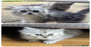 Persian cats - Advert 3