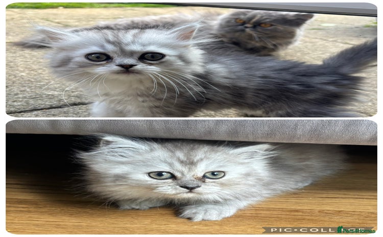 Persian cats - Advert 14