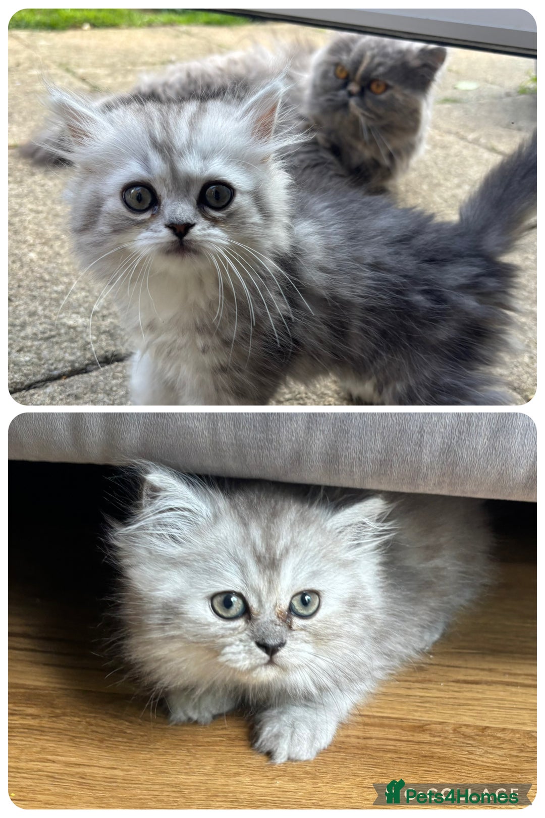 Persian cats for sale: Last Boy! Persian Ragdoll Kittens  - Image 4