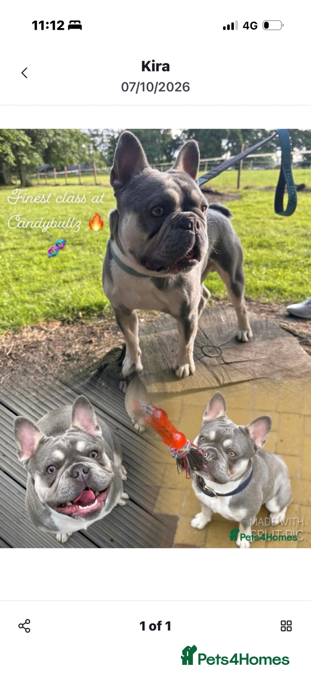 French Bulldog dogs for sale: Male French bulldog puppy  - Advert 2