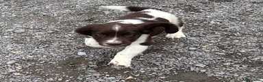 English Springer Spaniel 5