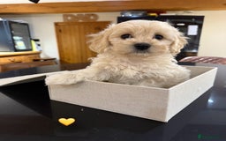 Maltipoo dogs for sale: Outstanding Maltipoo Puppies - Image 1