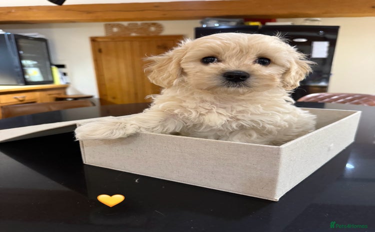 Maltipoo dogs - Advert 11