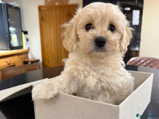 Maltipoo dogs - Advert 6