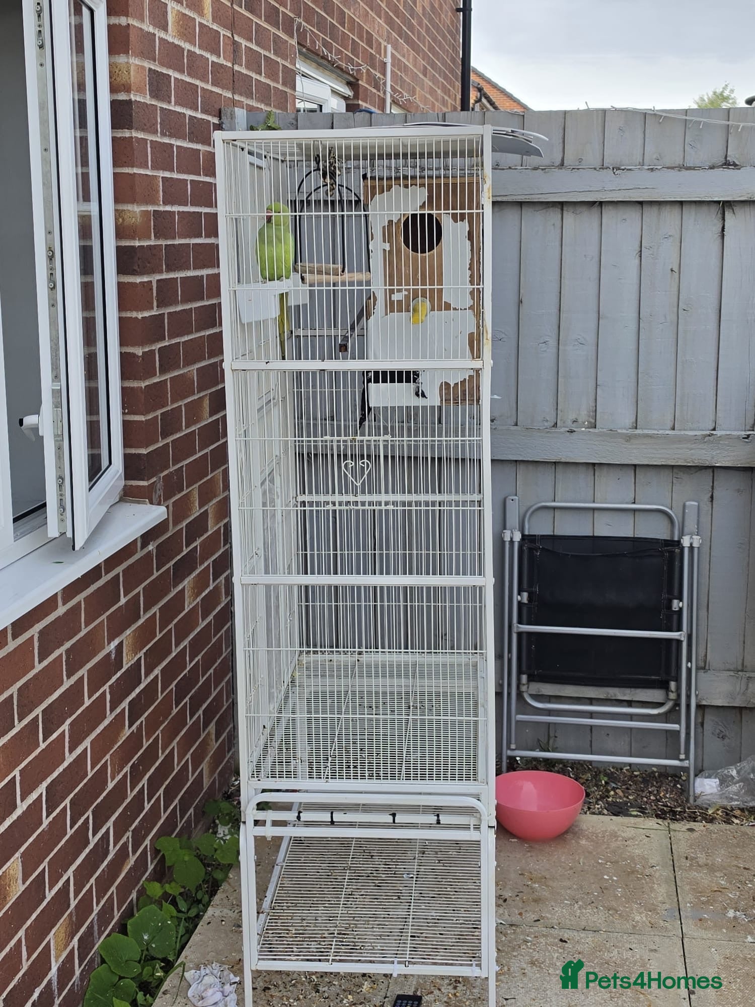 Ringnecks birds Large cage /Flight Cage + Young Female Ringnec - Advert 2