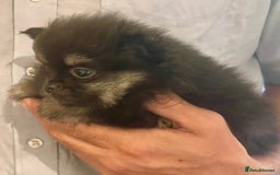 Pomeranian dogs for sale: Lovely boy pup available to good home only - Image 1