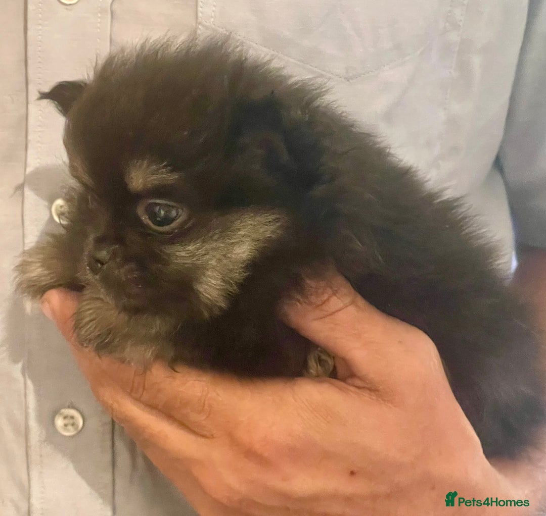 Pomeranian dogs for sale: Lovely boy pup available to good home only - Image 1