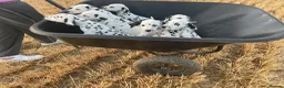 Dalmatian dogs for sale: Dalmation puppies - Advert 7