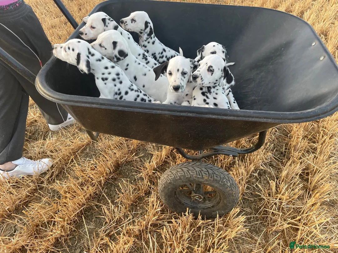 Dalmatian dogs for sale: Dalmation puppies - Advert 7