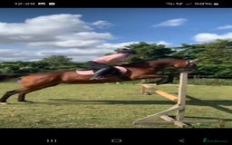 Irish Thoroughbred horses for sale: Beautiful tb mare  - Image 4