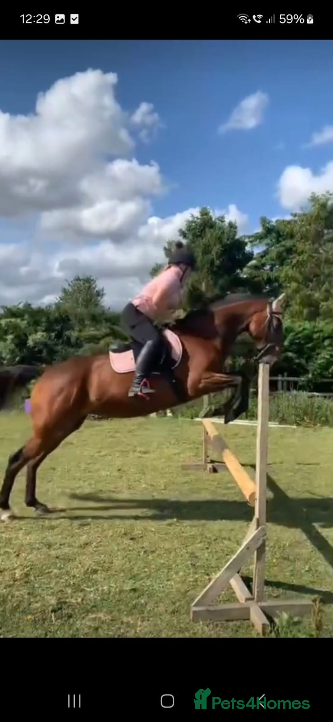 Irish Thoroughbred horses for sale: Beautiful tb mare  - Image 4