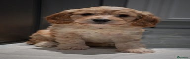 Cockapoo Puppy 