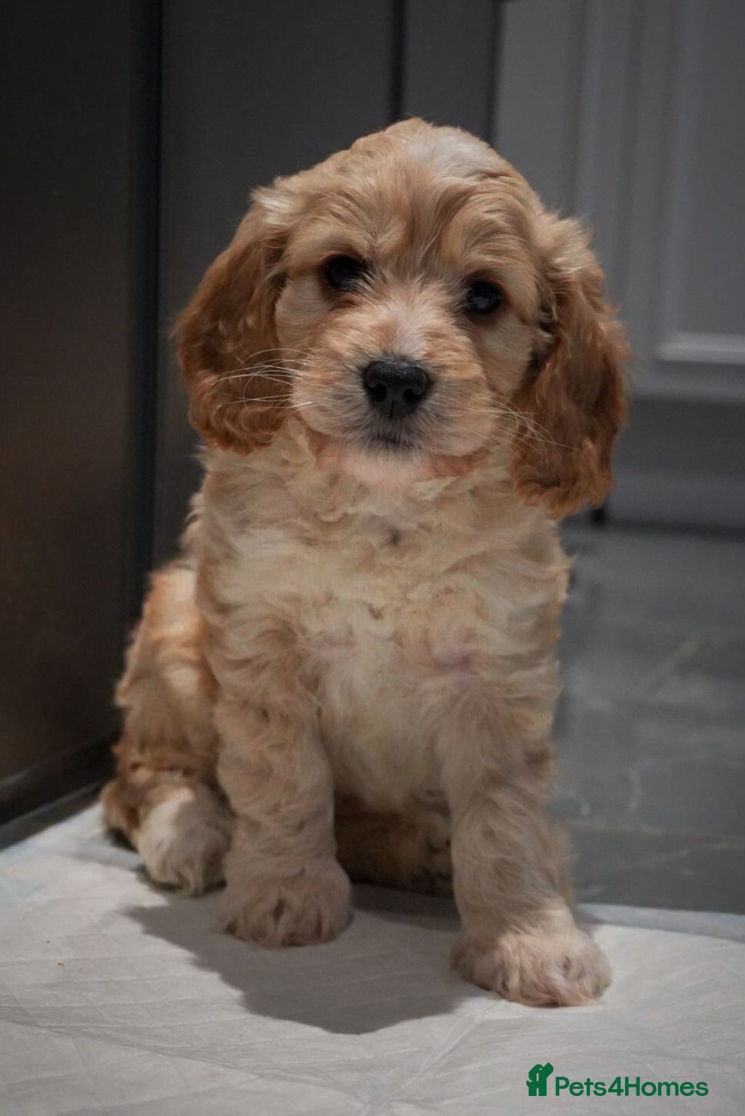 Cockapoo dogs for sale: Beautiful litter of cockerpoo puppies  - Advert 24