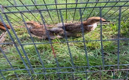 Chickens poultry for sale: 2 pekin millefluer growers - Image 6