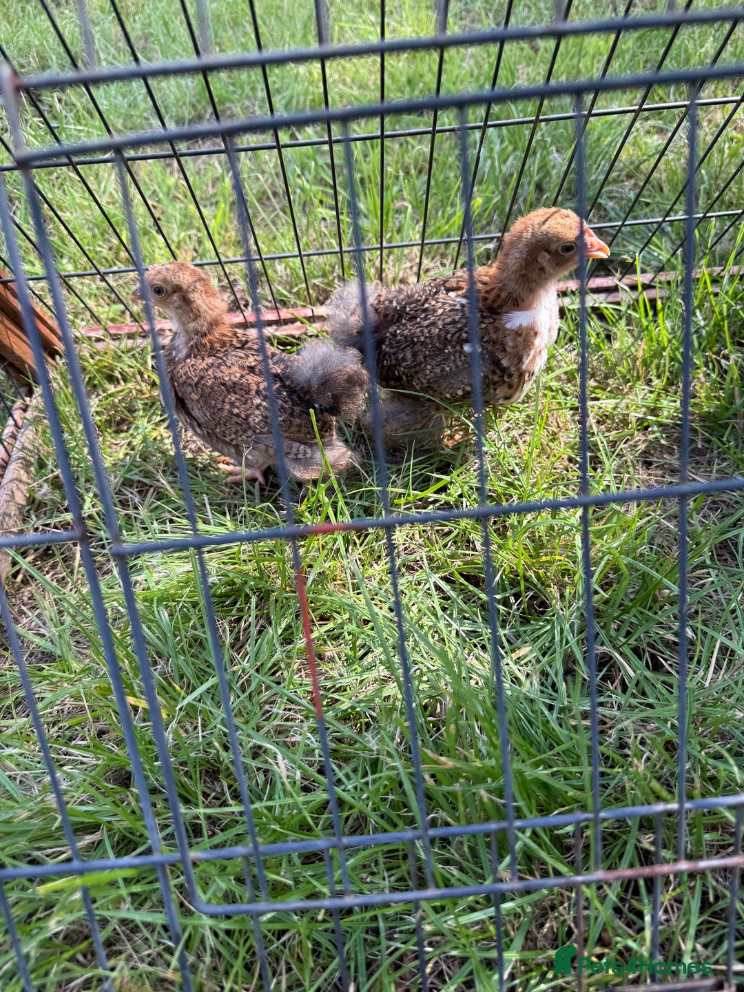 Chickens poultry for sale: 2 pekin millefluer growers - Image 6