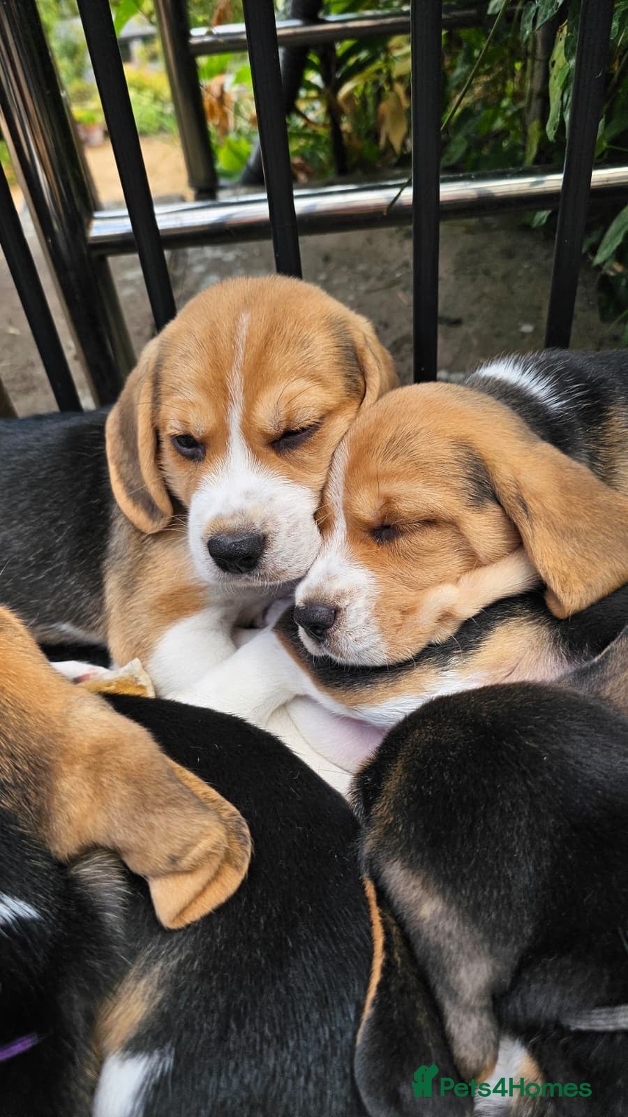 Beagle dogs Beagle – Beautiful Traditional Tri-Colour Beagles - Advert 3