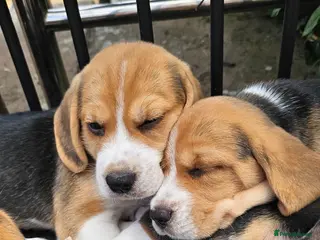 Beagle dogs Beagle – Beautiful Traditional Tri-Colour Beagles - Advert 3