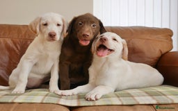 Labrador Retriever dogs for sale: Stunning KC Health Tested Labrador - Image 5