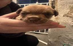 Chihuahua dogs for sale: Chihuahua girl pups  - Image 9